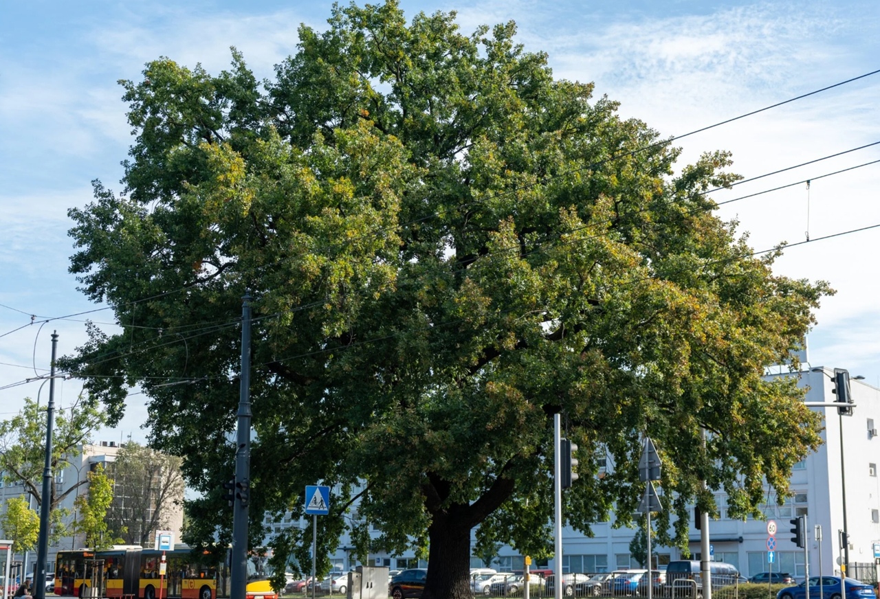 warszawskie drzewo roku ochota
