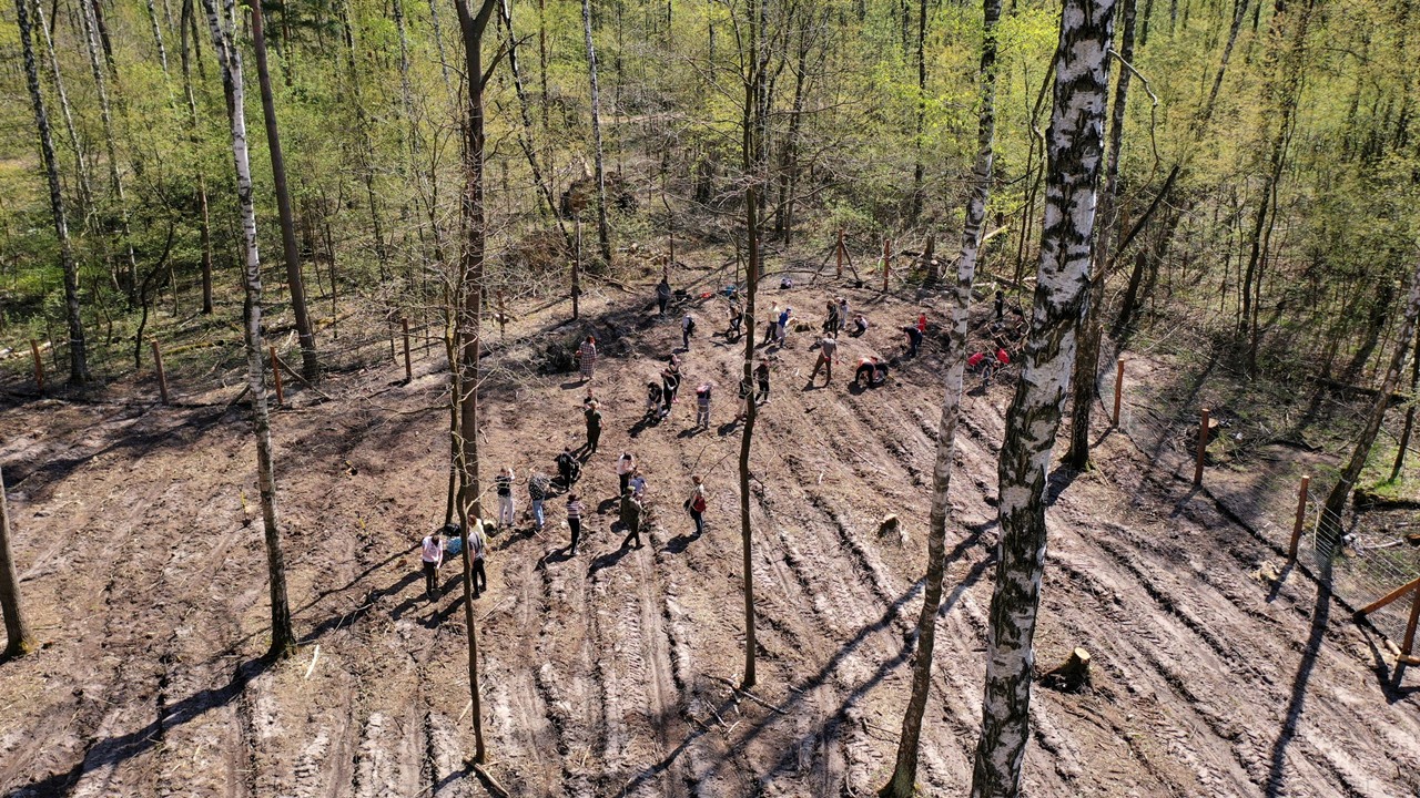 Zapewniliśmy trwałości lasu i utrzymanie czystości w lasach administrowanych przez m. st. Warszaw…